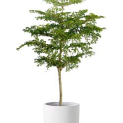 Ivory Coast Almond Tree